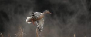 A duck taking flight