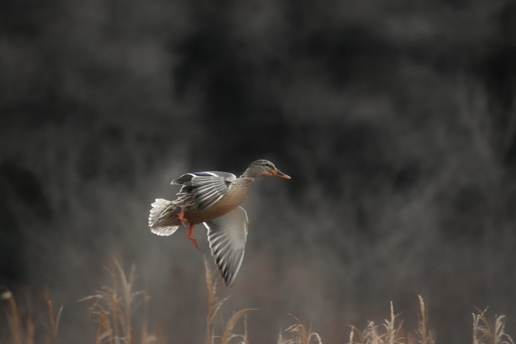 A duck taking flight