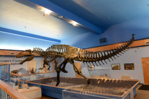 Acrocanthosaurus on display at the Museum of the Red River. (Front View)