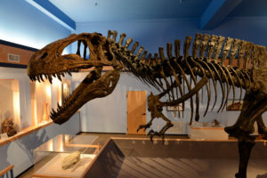 Acrocanthosaurus on display at the Museum of the Red River. (Side View)
