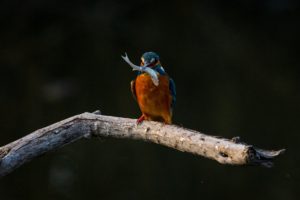 A bird eating a small fish