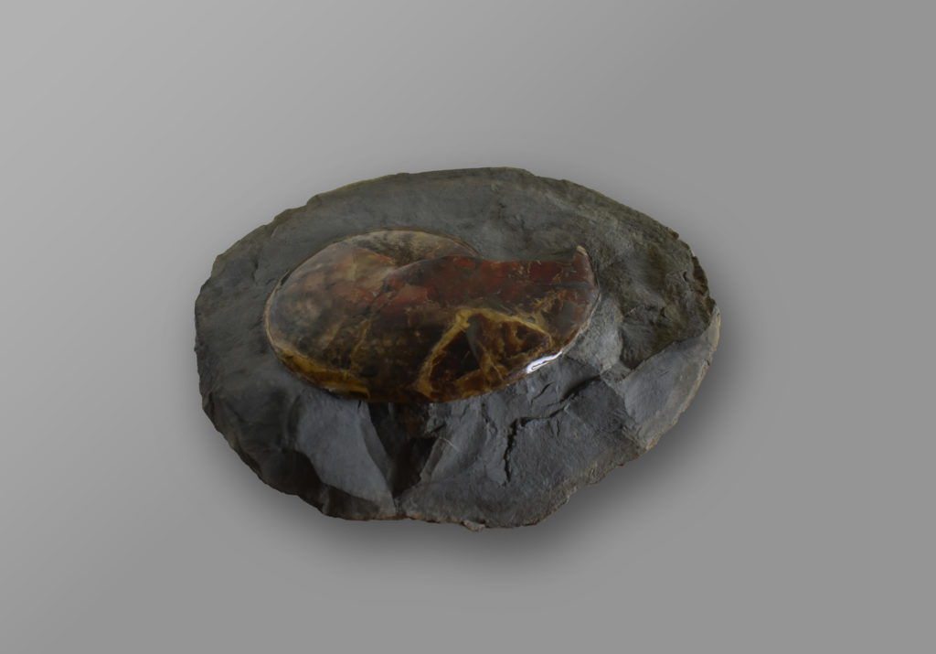 A polished fossil ammonite with a red sheen
